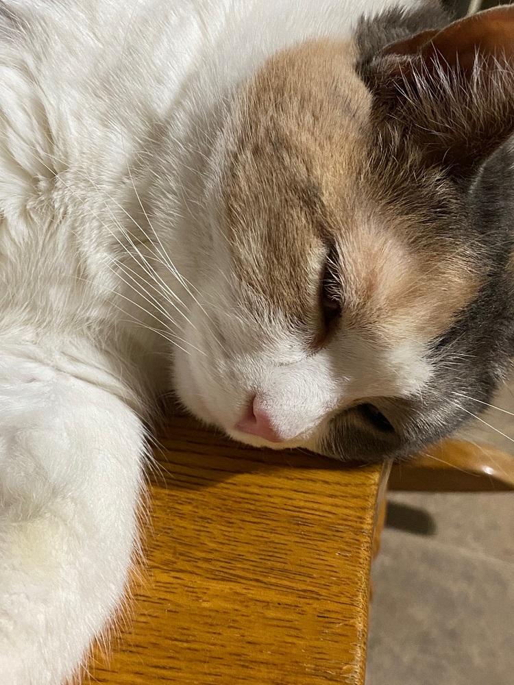 Keto Cat Too busy to deal with dirty dishes