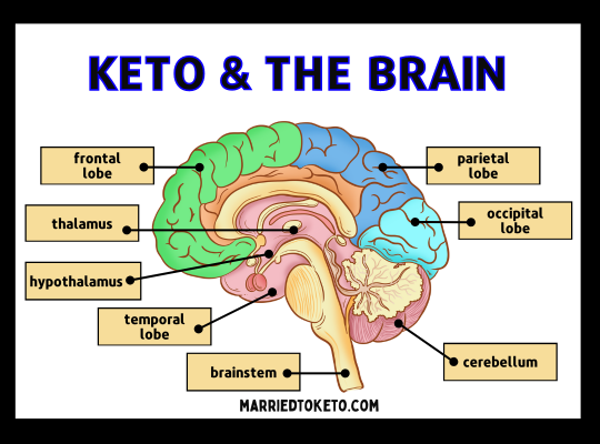 The Connection Between Keto and your Brain